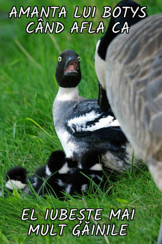 Omg goose.jpg