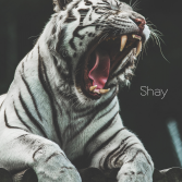 Shay