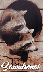 sawubonai.png.3ec5907287a343a634a38e0b738355e7.png