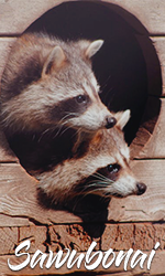 sawubonai3.png.4ab71c89c14ac1d21f41d90154dd944f.png