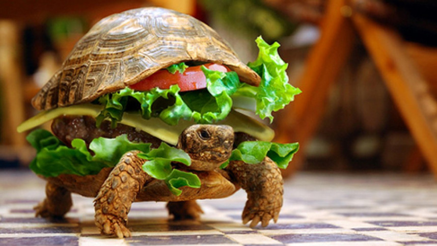 turtle-burger-l.thumb.jpg.06ad0fa9d6b2712ac93a0c8d2066f189.jpg