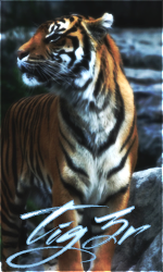 tiger.png.6afd00d111c6b09d8330ad04362765a1.png