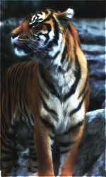 tiger2.png.66bb751b7f27e11aff674e59514e31a7.png
