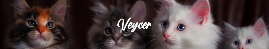 veycercover1.thumb.png.3d56f8a288e1c9d597c336faeb3b0c70.png