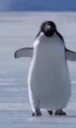 pinguinavgif.gif.016c431087b27eedea71336ebcf49f42.gif