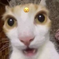 Razzzvi