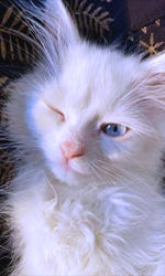 kiki.png.967ca96905b026554cf5782e0abb0fad.png