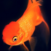 xGoldfish