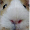 ShobyJr